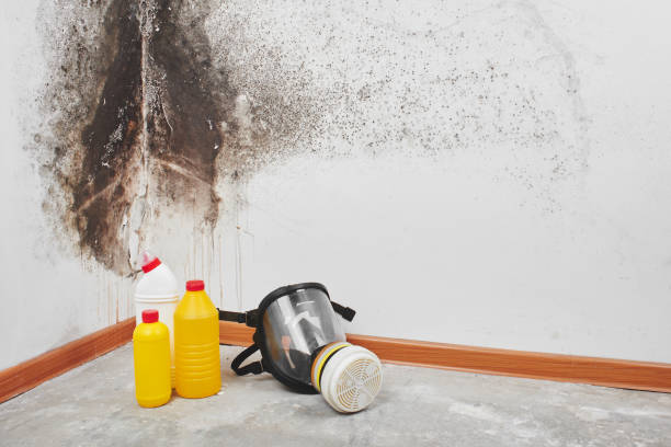 Best Affordable Mold Removal  in Grundy, VA