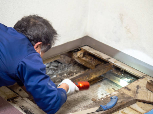 Best Commercial Mold Removal  in Grundy, VA