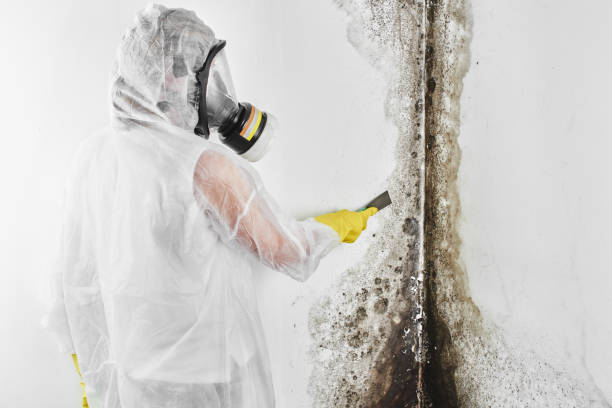 Mold Testing and Removal in Grundy, VA