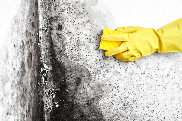 Best Mold Testing and Removal  in Grundy, VA