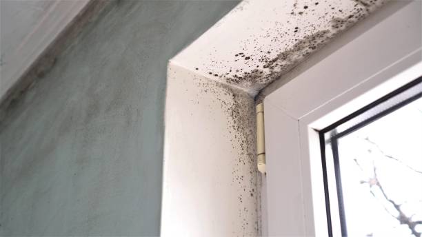 Mold Removal Process in Grundy, VA