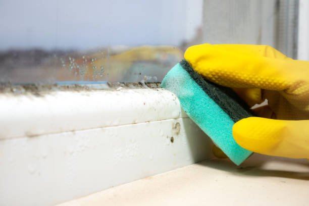 Trusted Grundy, VA Mold Removal Experts